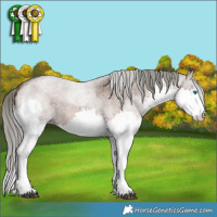 Horse Color:Liver Red Roan Mushroom Sabino Splash 