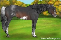 Horse Color:White Spotted Brown Roan Frame 