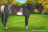 Horse Color:White Spotted Brown Roan Frame