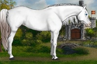 Horse Color:White Spotted Brown Roan Frame Appaloosa 