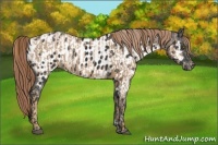 Horse Color:Liver Chestnut Pearl  and Liver Chestnut Appaloosa 