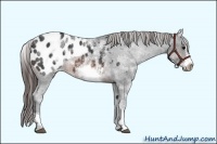 Horse Color:White Spotted Brown Roan Frame Appaloosa