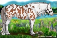 Horse Color:Brown Roan Near Leopard 