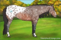Horse Color:Bay Ice Sabino Appaloosa 