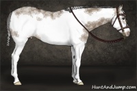 Horse Color:White Spotted Liver Red Dun Splash Frame Rabicano