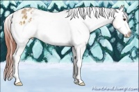 Horse Color:Bay Dun Appaloosa 