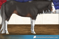 Horse Color:Liver Chestnut Splash 