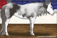 Horse Color:Liver Chestnut Splash