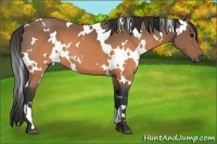 Horse Color:White Spotted Buckskin