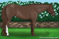 Horse Color:Liver Chestnut 
