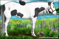 Horse Color:Black Splash Tobiano 
