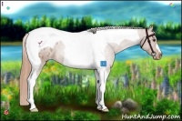 Horse Color:Chestnut Tobiano Blanket 