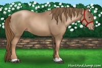 Horse Color:Liver Chestnut Pearl 