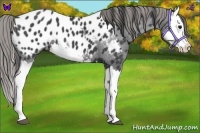 Horse Color:Smoky Black Splash Appaloosa