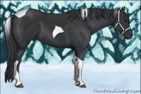 Horse Color:Black Tobiano 