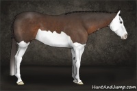 Horse Color:Liver Chestnut Splash 