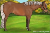 Horse Color:Silver Bay 
