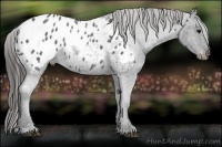 Horse Color:Black Appaloosa Rabicano 