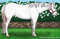 Horse Color:Chestnut Ice Sabino Leopard 