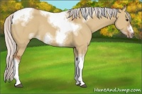 Horse Color:Silver Bay Dun Sabino Tobiano Frame Rabicano 