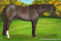 Horse Color:Liver Chestnut 