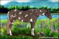 Horse Color:White Spotted Liver Chestnut 