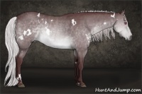 Horse Color:White Spotted Chocolate Silver Brown Chinchilla Sabino 