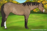 Horse Color:Liver Red Dun Rabicano 