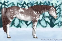 Horse Color:Chocolate Brown Chinchilla Sabino 
