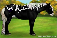 Horse Color:Nacre Liver Chestnut Ice Splash Appaloosa 