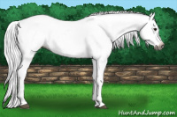 Horse Color:Gray Bay Appaloosa