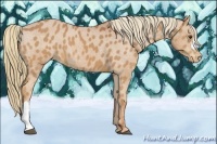 Horse Color:Chestnut Appaloosa 