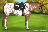 Horse Color:Chestnut Appaloosa 
