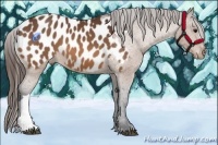 Horse Color:Bay Near Leopard 
