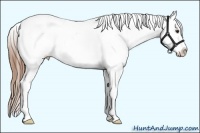 Horse Color:Red Dun Blanket 