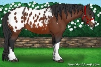 Horse Color:Bay Appaloosa 