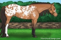 Horse Color:Bay Appaloosa 