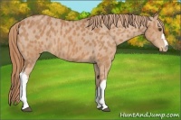 Horse Color:Chestnut Appaloosa 