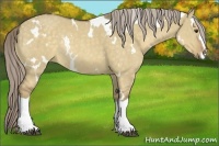 Horse Color:White Spotted Chocolate Palomino Dun Rabicano 