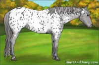 Horse Color:Black Appaloosa 