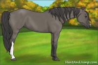 Horse Color:Smoky Grullo