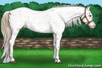 Horse Color:Chestnut Appaloosa