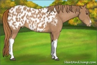 Horse Color:Chestnut Appaloosa
