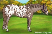 Horse Color:Chestnut Splash Frame Appaloosa  and Chestnut Splash Frame Appaloosa 