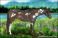 Horse Color:White Spotted Liver Chestnut 