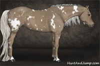 Horse Color:White Spotted Silver Smoky Black