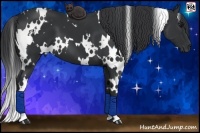 Horse Color:White Spotted Black