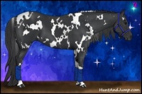 Horse Color:White Spotted Black