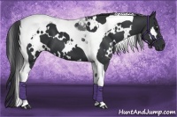 Horse Color:White Spotted Black Tobiano 