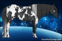 Horse Color:White Spotted Black